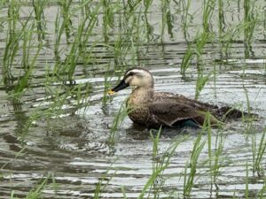 TikTokアカウント凍結リスクとその回避策 TikTok運用代行会社選びの究極の安全基準
