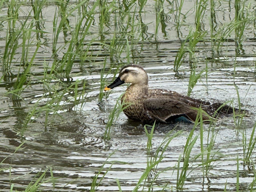 TikTokアカウント凍結リスクとその回避策 TikTok運用代行会社選びの究極の安全基準